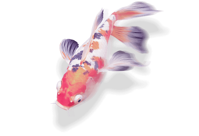 Koi japonais coloré nageant, poisson ornemental décoratif, poisson d'eau douce pour aquarium, poisson exotique d'élégance, poisson de décoration d'aquarium, poisson de salon kanji poissonnement.