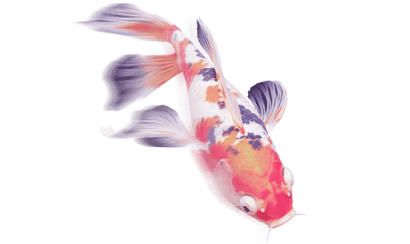 Poisson rouge et blanc nageant dans l'eau, image de poisson d'aquarium coloré pour décoration et aquascaping.